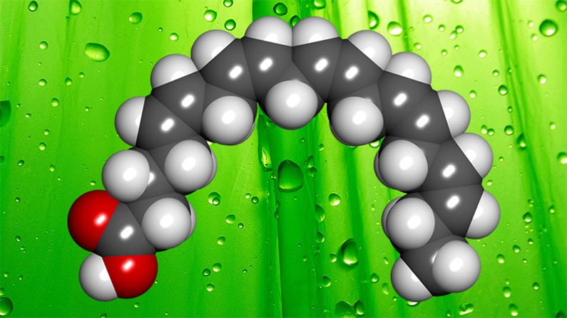 Screening of eicosa-pentaenoic acid (EPA) and docosa-hexaenoic acid (DHA)  producing freshwater algae