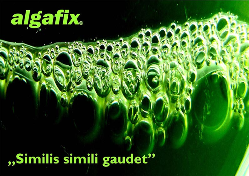 Algafix - Similis simili gaudet