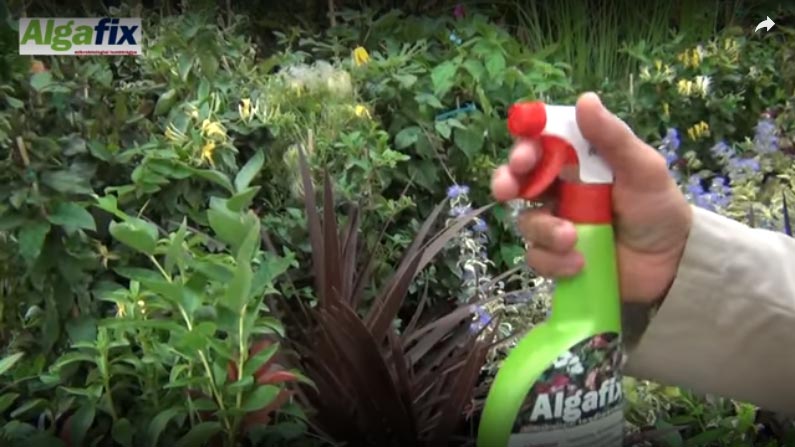 How to apply the ALGAFIX spray-on on plants?