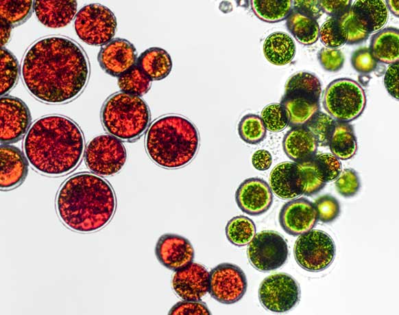 memo-biom-Chlorella-pyrenoidosa-C.p.alga-por