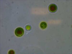 memo-biom-DHA