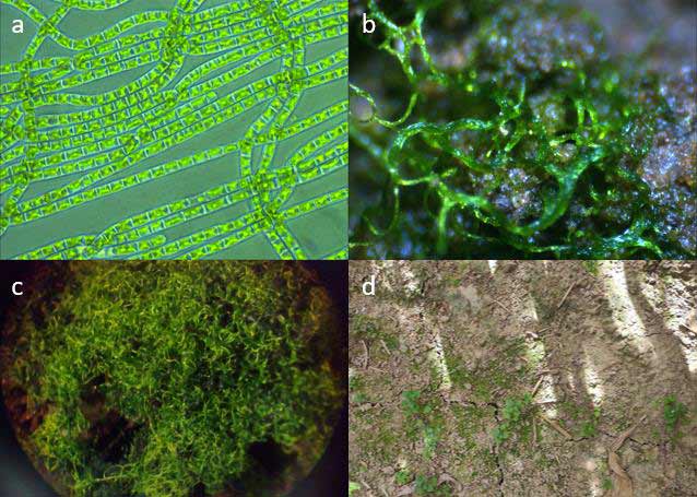 Klebsormidium